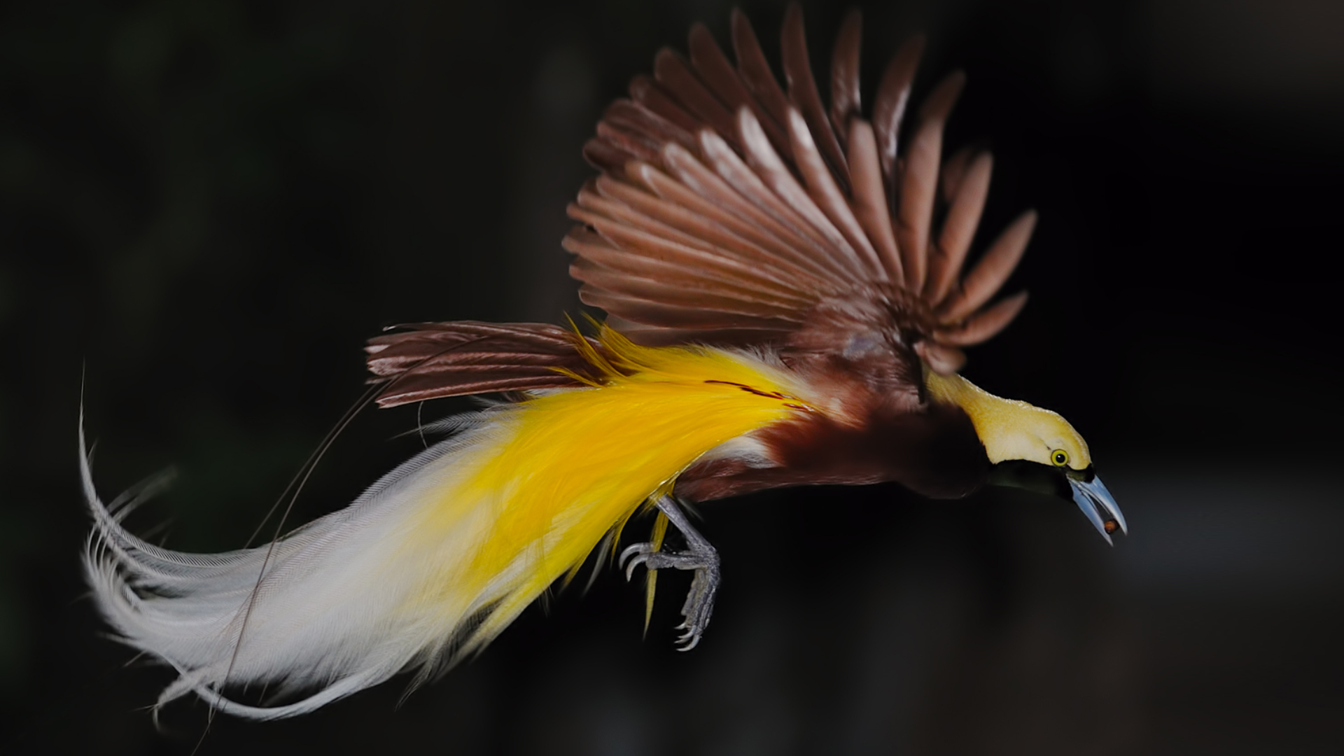 Bird of Paradise