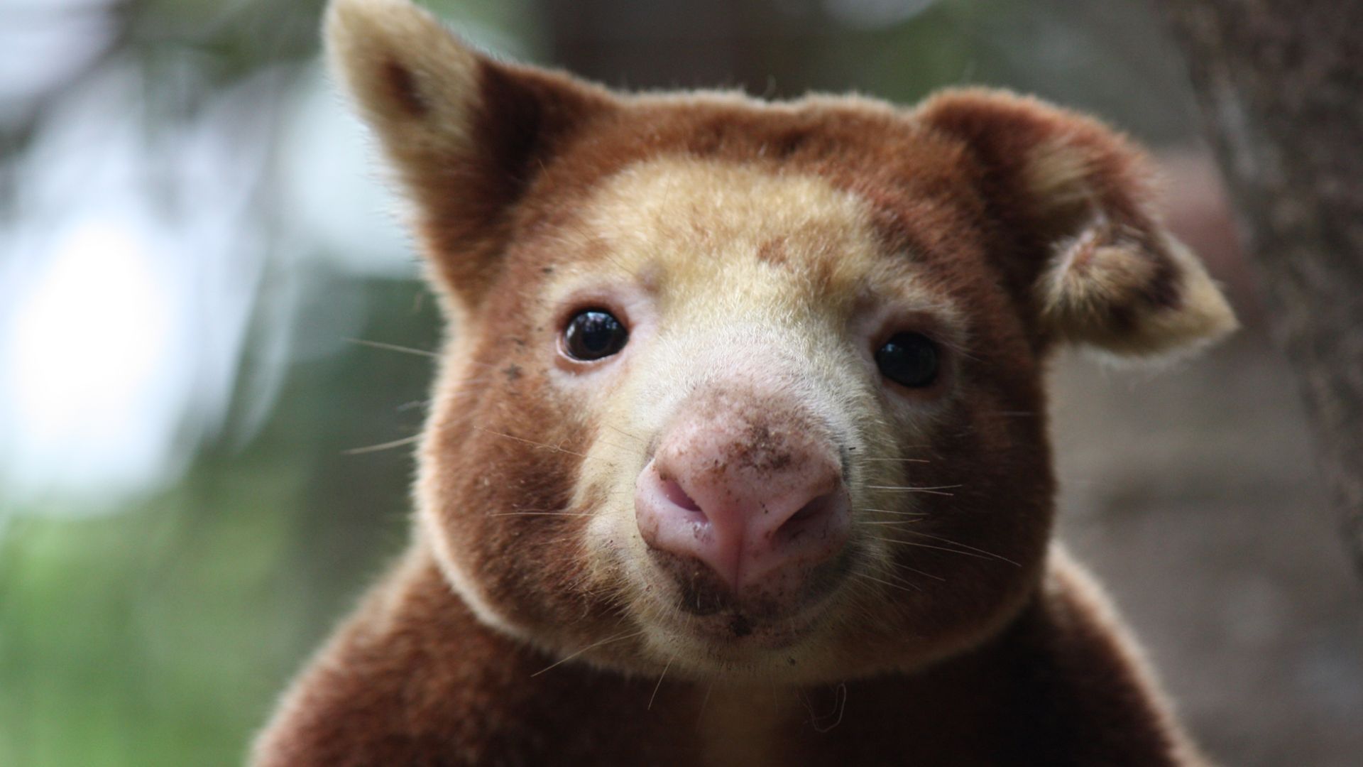 POMNP. Tree Kangaroo