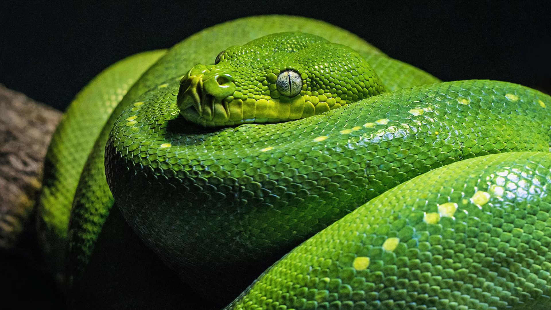 Reptile Haus